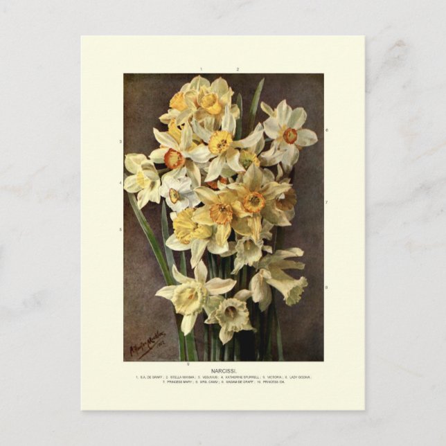 Narzissen Postkarte (Vorderseite)