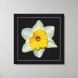 "Narzissen-Reihe, Bild 1" wickelte Leinwand-Druck Leinwanddruck