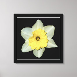 "Narzissen-Reihe, Bild 3" wickelte Leinwand-Druck Leinwanddruck