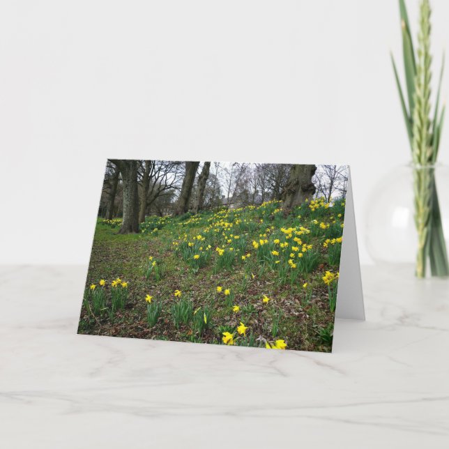 Narzissen. Sophia Gärten, Cardiff, Wales. Karte (Vorderseite)