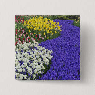 Narzissen und Traubenhyazinthen, Keukenhof 2 Button