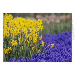 Narzissen und Traubenhyazinthen, Keukenhof 3