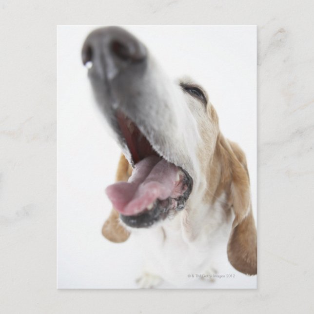 Nase des Hundes, nah Postkarte (Vorderseite)