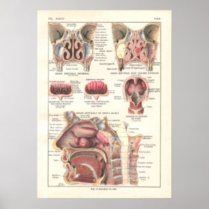 Nase & Sinuses Anatomy Poster auf Französisch