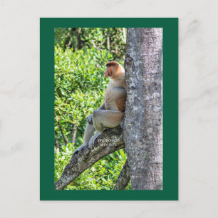 Nasenaffe Postkarte