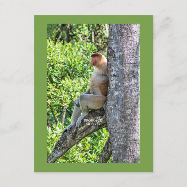 Nasenaffe Postkarte (Vorderseite)