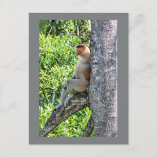 Nasenaffe Postkarte