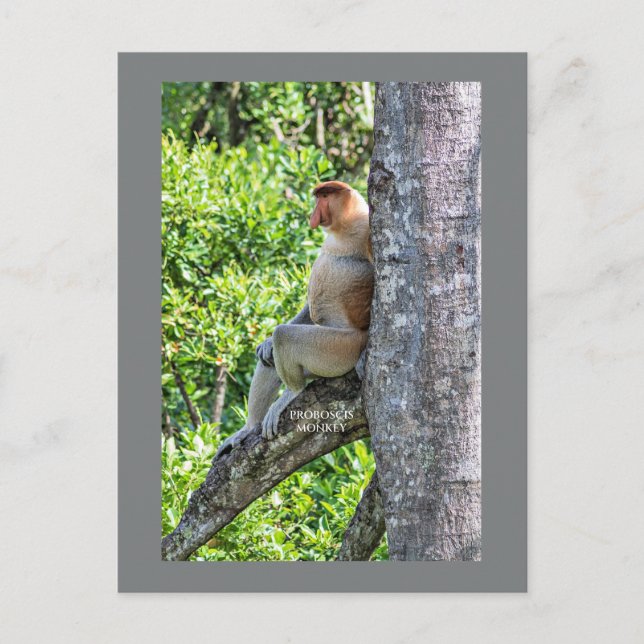 Nasenaffe Postkarte (Vorderseite)