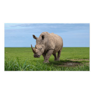 Nashorn auf grünem Hügel Fotovergrößerung Fotodruck