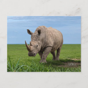 Nashorn auf grünem Hügel Fotovergrößerung Postkarte
