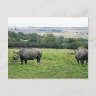 Nashorn Postkarte