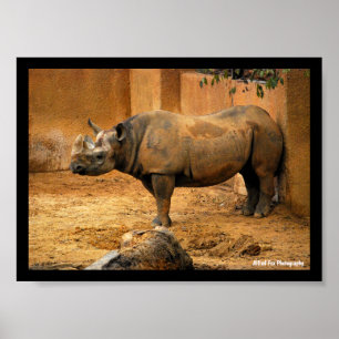 Nashorn Rücken an der Wand Poster