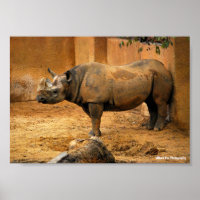 Nashorn Rücken an der Wand