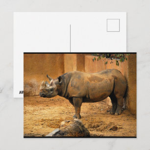 Nashorn Rücken an der Wand Postkarte