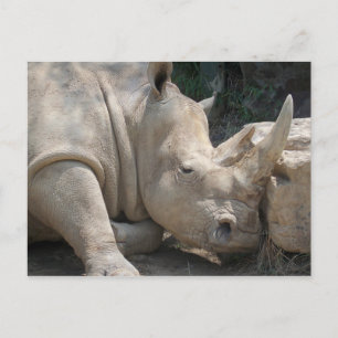 Nashörner Postkarte