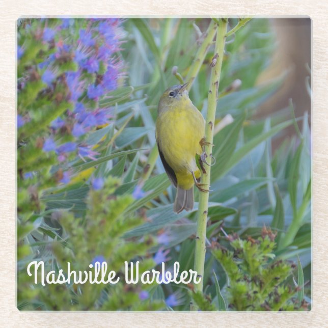 Nashville Warbler Glasuntersetzer