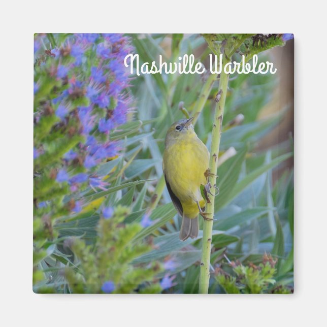 Nashville Warbler Magnet (Vorne)