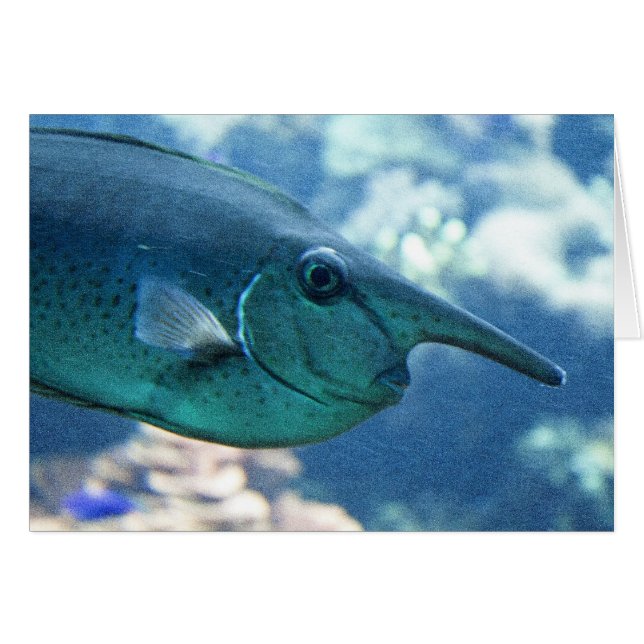 Naso Brevirostris (Vorderseite (Horizontal))