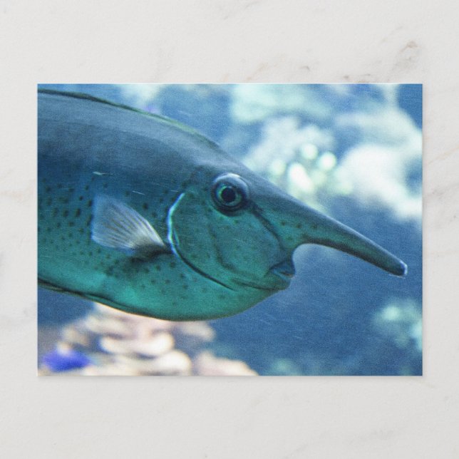 Naso Brevirostris Postkarte (Vorderseite)