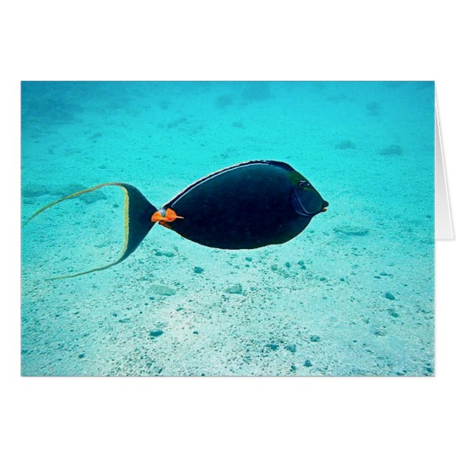 Naso Tang (Vorderseite (Horizontal))