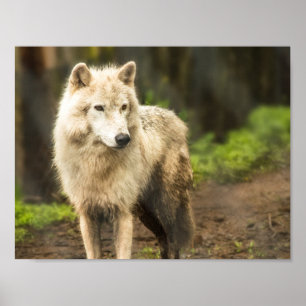 Nassarktischer Wolf im Frühjahr-Foto Poster