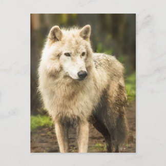 Nassarktischer Wolf im Frühjahr-Foto Postkarte
