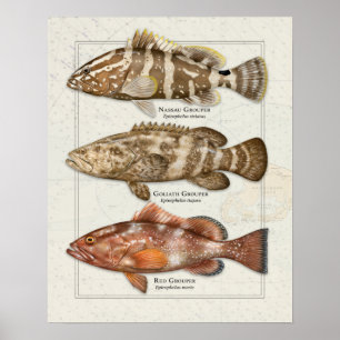 Nassau, Goliath und Red Grouper Poster
