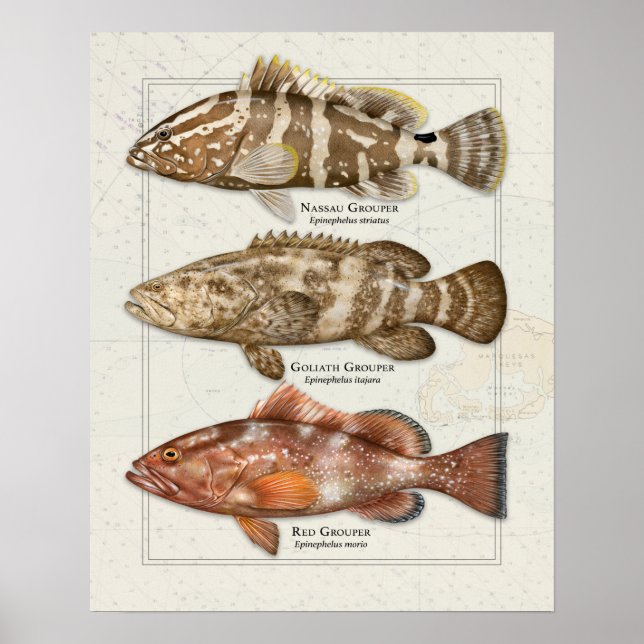 Nassau, Goliath und Red Grouper Poster (Vorne)