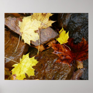Nasse Blätter und Felsen Herbst Naturfotografie Poster