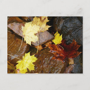 Nasse Blätter und Felsen Herbst Naturfotografie Postkarte