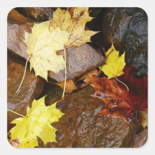 Nasse Blätter und Felsen Herbst Naturfotografie Quadratischer Aufkleber