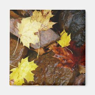 Nasse Blätter und Steine Herbstfotografie Magnet