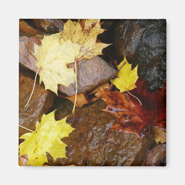 Nasse Blätter und Steine Herbstfotografie Magnet (Vorne)