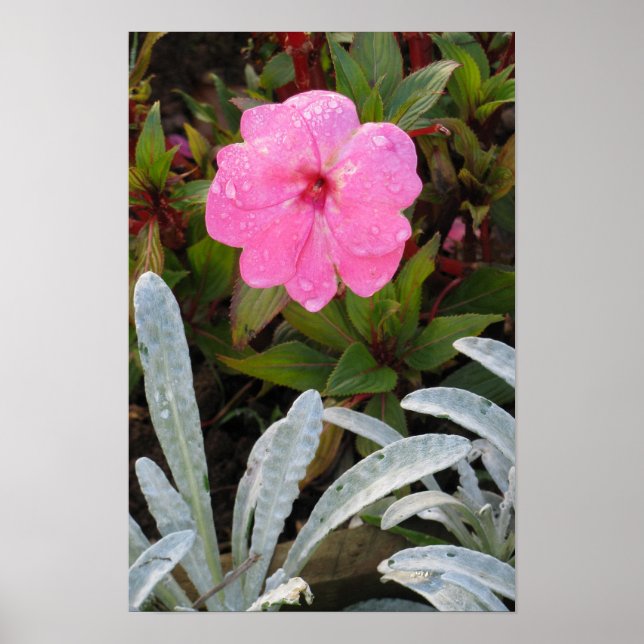 Nasse Blume Poster (Vorne)