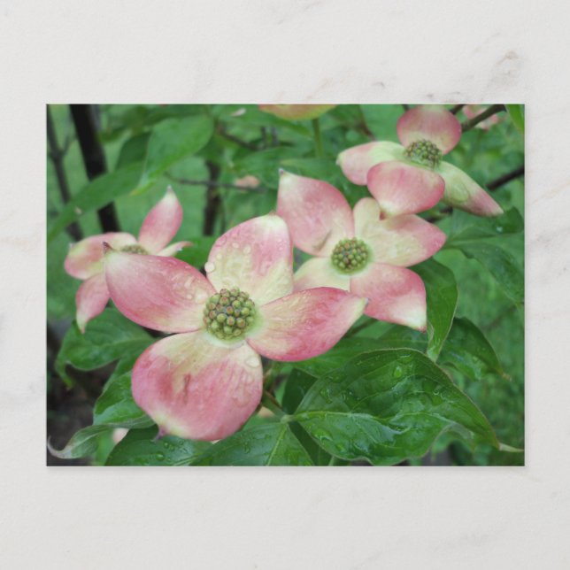 Nasse Dogwood-Blüten Postkarte (Vorderseite)