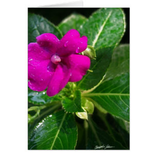 Nasse Impatiens Blume 1