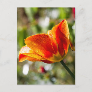 Nasse Orange und gelbe Tulpe Postkarte