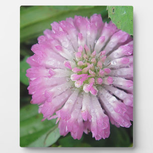 Nasse rosa Kleeblüte Fotoplatte