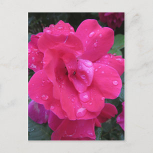 Nasse Rose Postkarte