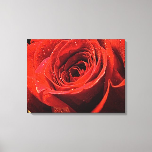 Nasse rote Rose Leinwanddruck (Vorderseite)