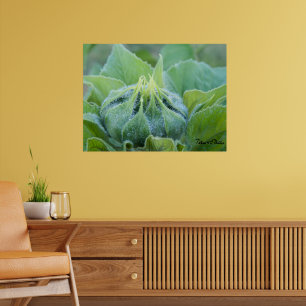 Nasse Sonnenblumenknospe Nahaufnahme-Fotografie Poster