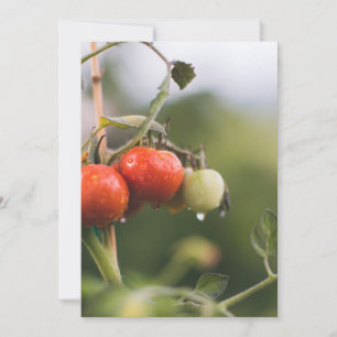 nasse Tomaten im Rind Dankeskarte