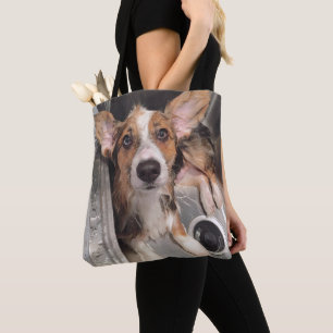 Nasser Babycorgi-Welpe