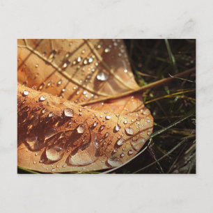 Nasser Herbstleaf - Postkarte