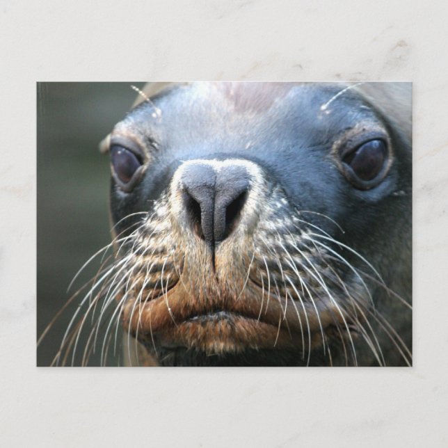 Nasses Siegel Postkarte (Vorderseite)