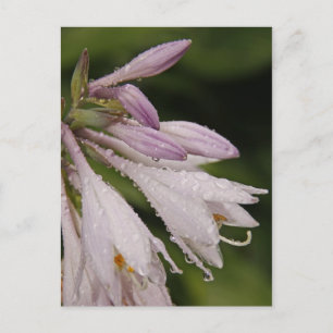 NassHosta-Blume Postkarte