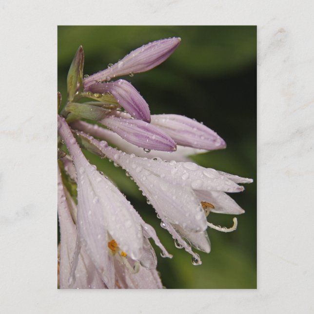 NassHosta-Blume Postkarte (Vorderseite)
