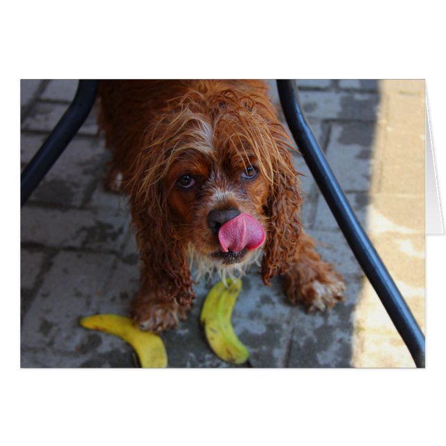Nasshund mit Banane (Vorderseite (Horizontal))
