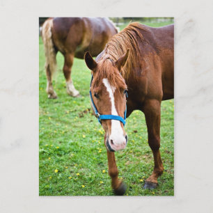 Nasskastanien Postkarte