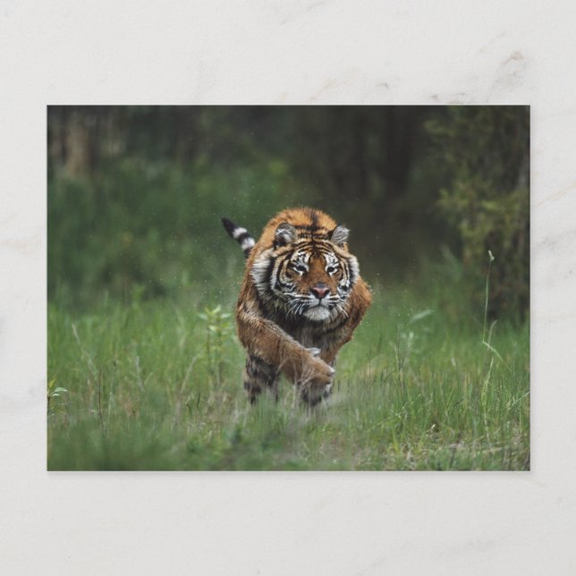 Nasssibirische Tiger-Charge Postkarte (Vorderseite)